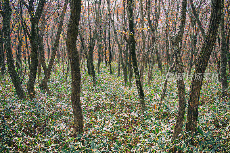 Autumn Trees in Hallasan Eorimok, Jeju Island汉拿山鱼目